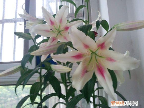 养花的诀窍，15种常见花卉的养护小窍门，学会它们你就是养花大神！