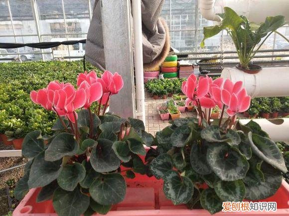 养花的诀窍，15种常见花卉的养护小窍门，学会它们你就是养花大神！