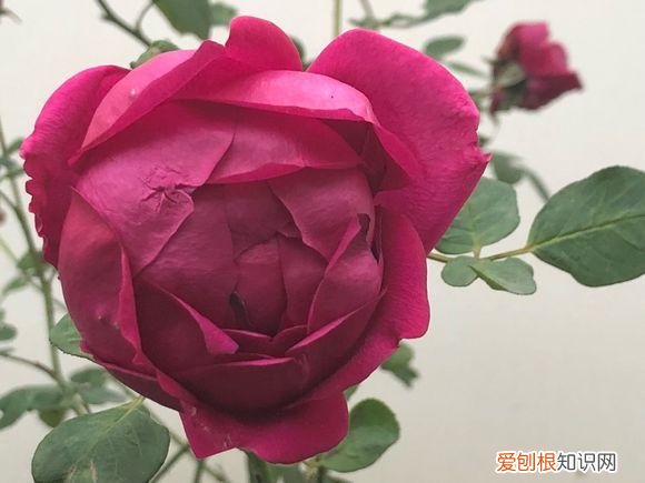 养花的诀窍，15种常见花卉的养护小窍门，学会它们你就是养花大神！
