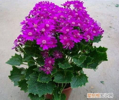 养花的诀窍，15种常见花卉的养护小窍门，学会它们你就是养花大神！