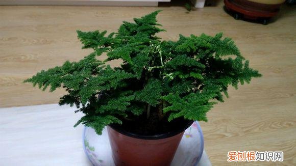 养花的诀窍，15种常见花卉的养护小窍门，学会它们你就是养花大神！