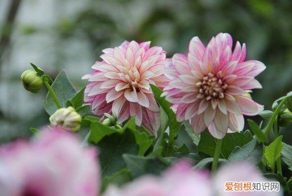 养花的诀窍，15种常见花卉的养护小窍门，学会它们你就是养花大神！