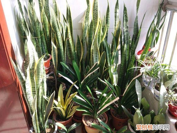 养花的诀窍，15种常见花卉的养护小窍门，学会它们你就是养花大神！