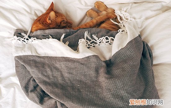 猫为什么可爱,猫咪为什么让人喜爱,为什么人们觉得猫可爱,为什么人会觉得猫很可爱