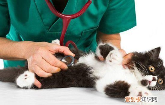 猫咪没虫也挠脖子吗,猫咪脑脖子是有虫吗,猫咪驱过虫了为什么挠自己