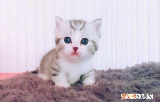 猫呕吐不吃饭能自愈吗,猫咪呕吐不吃饭能自愈吗,猫呕吐不吃东西能自愈吗