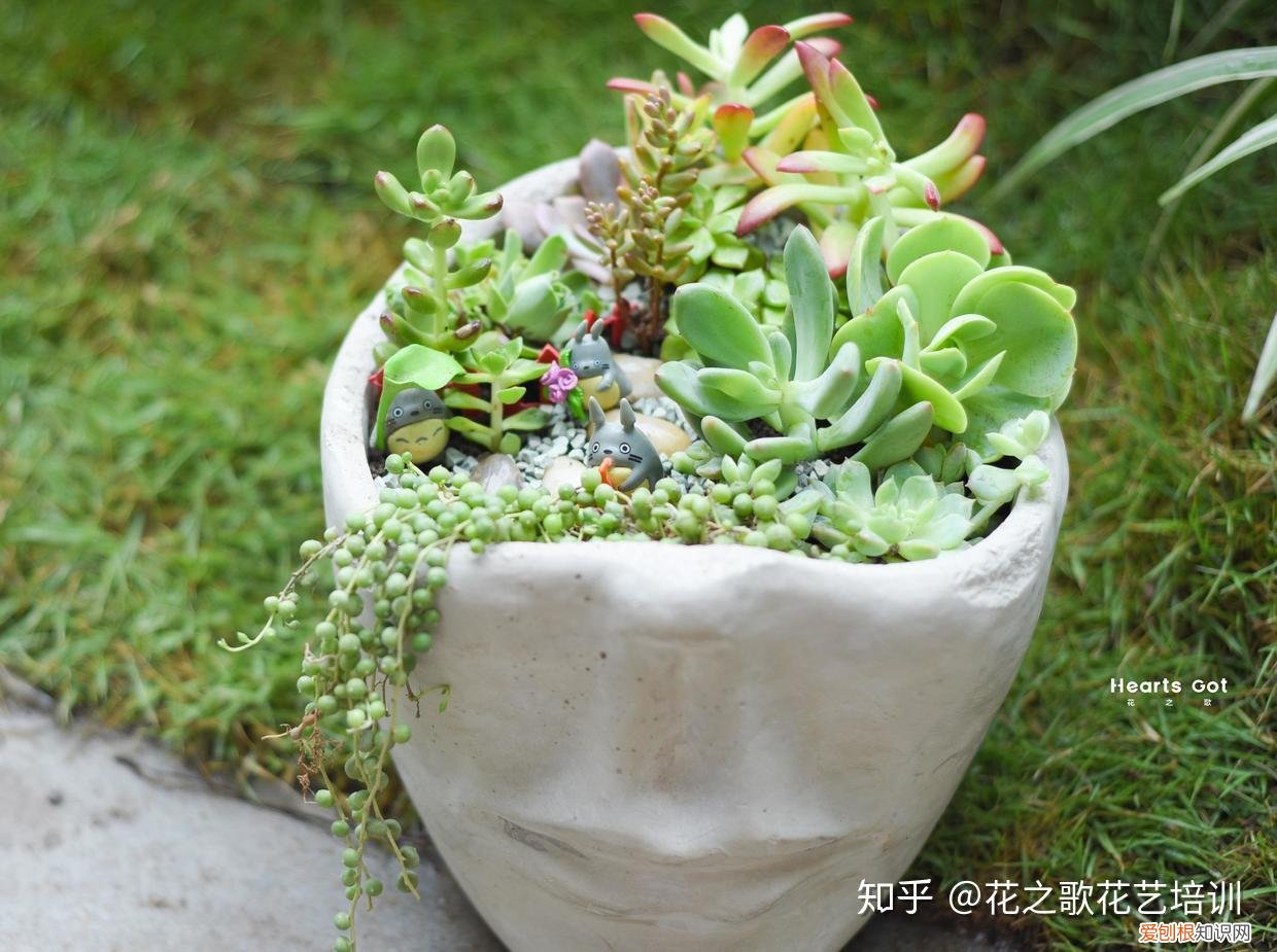 买回来的鲜切花如何养护，花艺知识：日常鲜切花如何养护