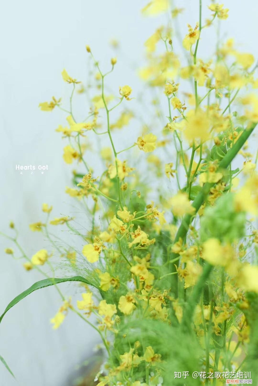 买回来的鲜切花如何养护，花艺知识：日常鲜切花如何养护