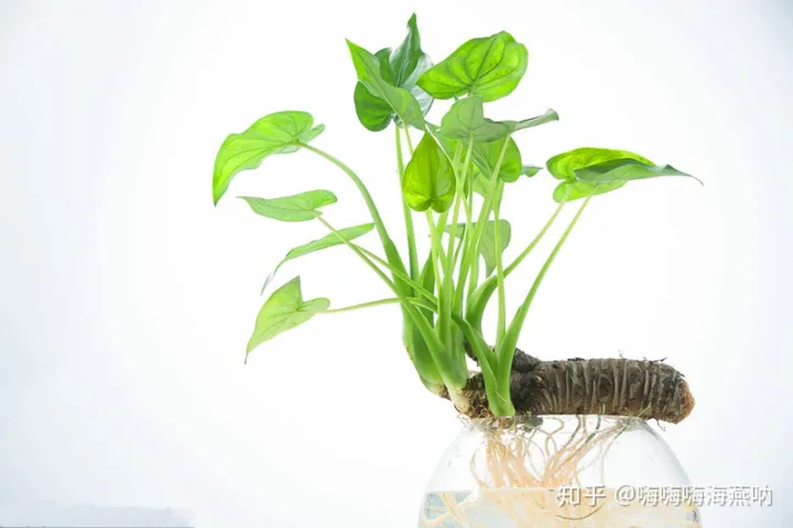 养花的小窍门，值得收藏的养花妙招！