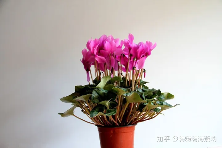 养花的小窍门，值得收藏的养花妙招！