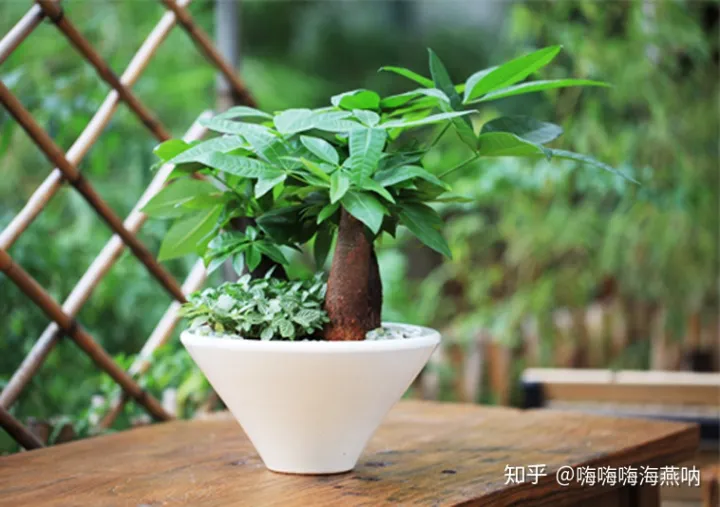 养花的小窍门，值得收藏的养花妙招！