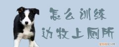 怎么训练边牧上厕所，边牧多大开始训练如厕