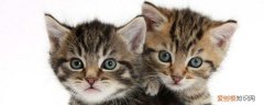 猫怕不怕鼠疫,家里有猫会不会得鼠疫,家里有猫会不会感染鼠疫，猫咪为什么不怕鼠疫