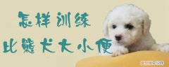 怎样训练比熊犬大小便，怎样训练比熊犬大小便的方法