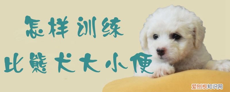 怎样训练比熊犬大小便，怎样训练比熊犬大小便的方法