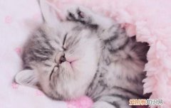 猫每天补充牛磺酸多少克,猫一天要吃多少牛磺酸,猫一天吃多少克牛磺酸