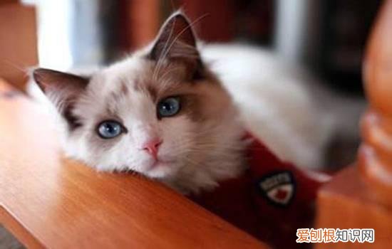 fsaa是猫的什么指标,猫fsaa是什么检查,猫的fsaa值是什么，猫的检查单fsaa2