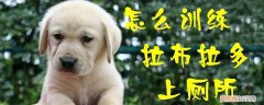 怎么训练拉布拉多上厕所，如何训练拉布拉多如厕