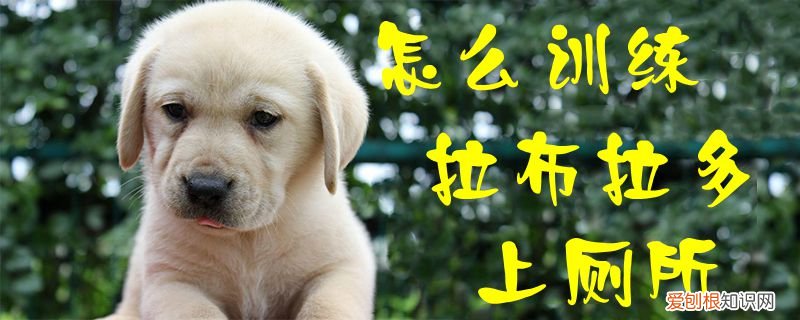 怎么训练拉布拉多上厕所,如何训练拉布拉多如厕