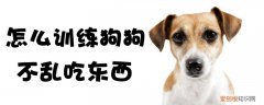 怎么训练狗狗不乱吃东西，怎么样训练狗狗不乱吃东西