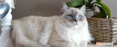 小猫脱水快速治疗方法,猫脱水怎么补水,猫脱水怎么快速补水，猫严重脱水怎么办么补水