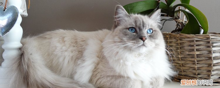 小猫脱水快速治疗方法,猫脱水怎么补水,猫脱水怎么快速补水，猫严重脱水怎么办么补水