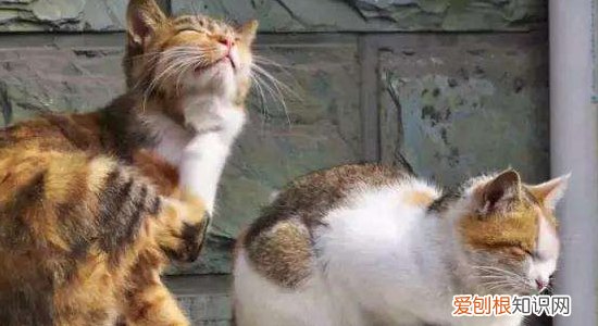 加强营养猫鼻支会自己好吗,猫比=鼻支气管炎能自愈吗,,猫鼻支不管它 会好吗