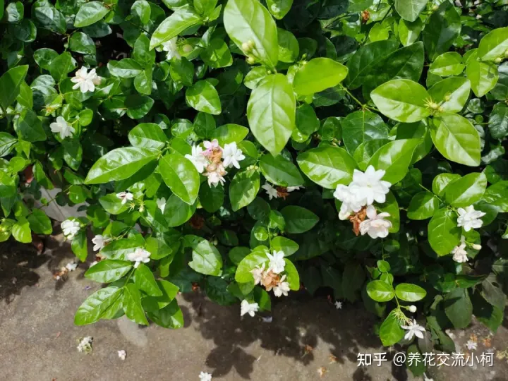 夏天高温下如何养花，新手养花指南，夏天真不要乱施肥了，否则植物挂得更快