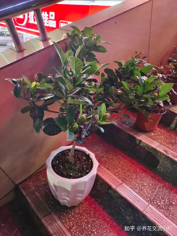 夏天高温下如何养花，新手养花指南，夏天真不要乱施肥了，否则植物挂得更快