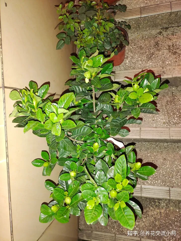 夏天高温下如何养花，新手养花指南，夏天真不要乱施肥了，否则植物挂得更快