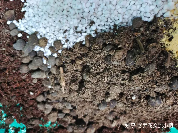 夏天高温下如何养花，新手养花指南，夏天真不要乱施肥了，否则植物挂得更快