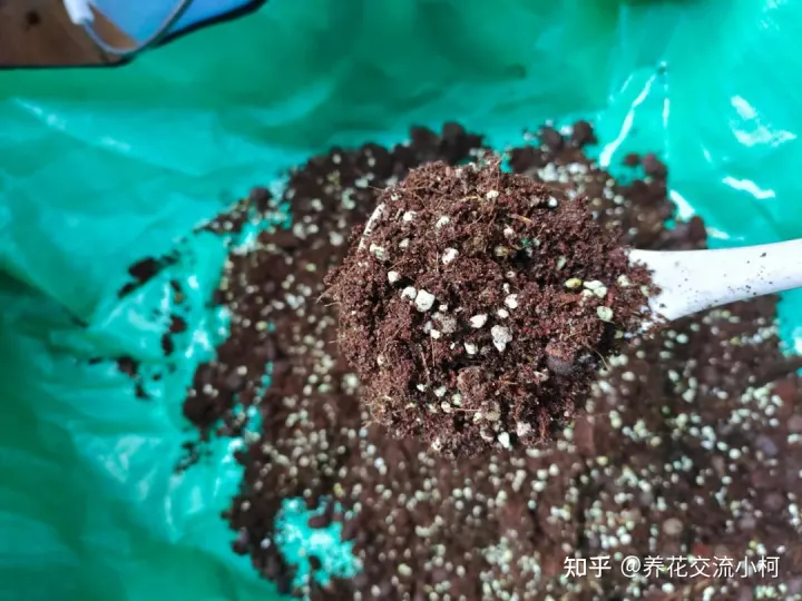 夏天高温下如何养花，新手养花指南，夏天真不要乱施肥了，否则植物挂得更快