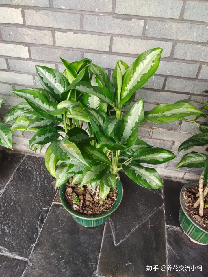 夏天高温下如何养花，新手养花指南，夏天真不要乱施肥了，否则植物挂得更快