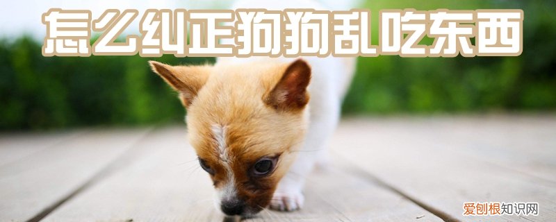 怎么纠正狗狗乱吃东西，小狗狗乱吃东西怎么治呢