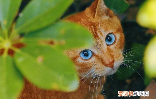 猫尿血是因为什么原因,猫尿血怎么回事但是精神好,猫尿血是怎么回事儿
