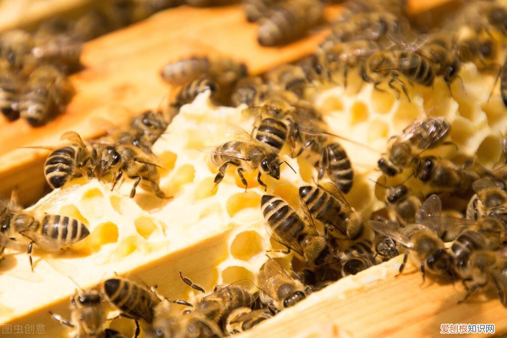雅思听力答题，雅思听力词汇解析agriculture,culture
