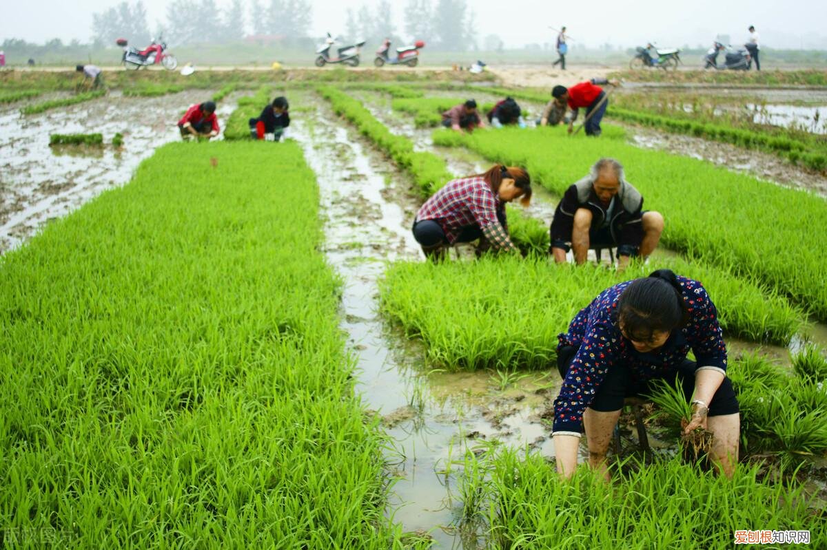 雅思听力答题，雅思听力词汇解析agriculture,culture