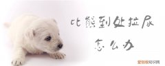 比熊到处拉尿怎么办，比熊乱拉乱尿怎么办