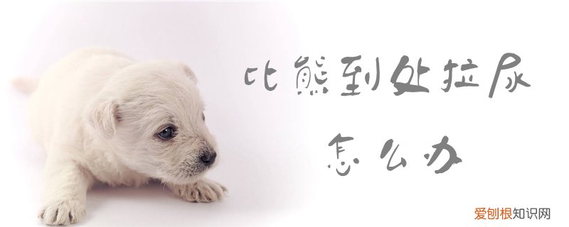 比熊到处拉尿怎么办，比熊乱拉乱尿怎么办
