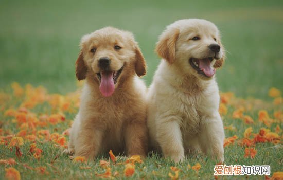 茶杯犬能吃饭吗 茶杯犬能吃葡萄吗