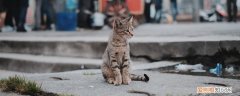 为什么猫不自觉漏屎,猫漏尿是怎么回事,猫一直漏尿是什么情况啊