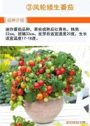 创世小玩家2邪神教堂在哪，创世小玩家2番茄怎么种出来