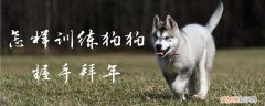 怎样训练狗狗握手拜年，怎样训练狗狗握手拜年的方法