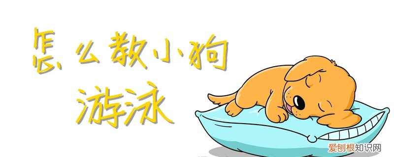 怎么教小狗游泳，怎么教小狗游泳视频教程