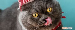 猫吃了2块德芙巧克力,猫吃了巧克力怎么办,猫误食巧克力怎么办