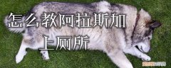 怎么教阿拉斯加上厕所，怎样教阿拉斯加大小便
