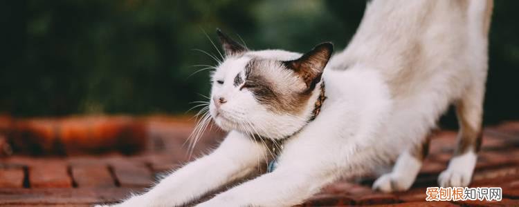 猫后背一抽一抽的,猫的后背一抽一抽的,猫咪后背一抽一抽的，猫咪背一抽一抽的为什么