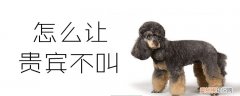 怎么让贵宾不叫，怎么让贵宾不叫自己