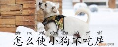 怎么使小狗不吃屎，怎样才能让小狗不吃屎