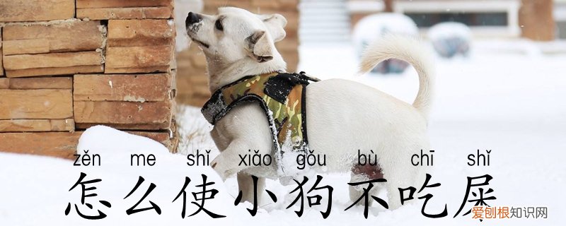 怎么使小狗不吃屎，怎样才能让小狗不吃屎